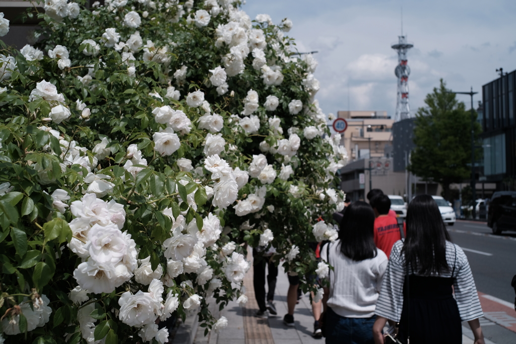 薔薇の季節