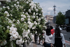 薔薇の季節