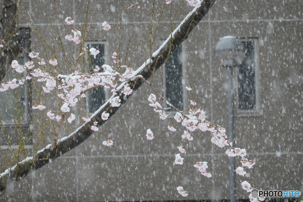 春の雪