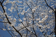 都会の山桜