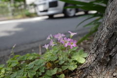道ばたに咲く