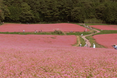 高嶺ルビーの畑