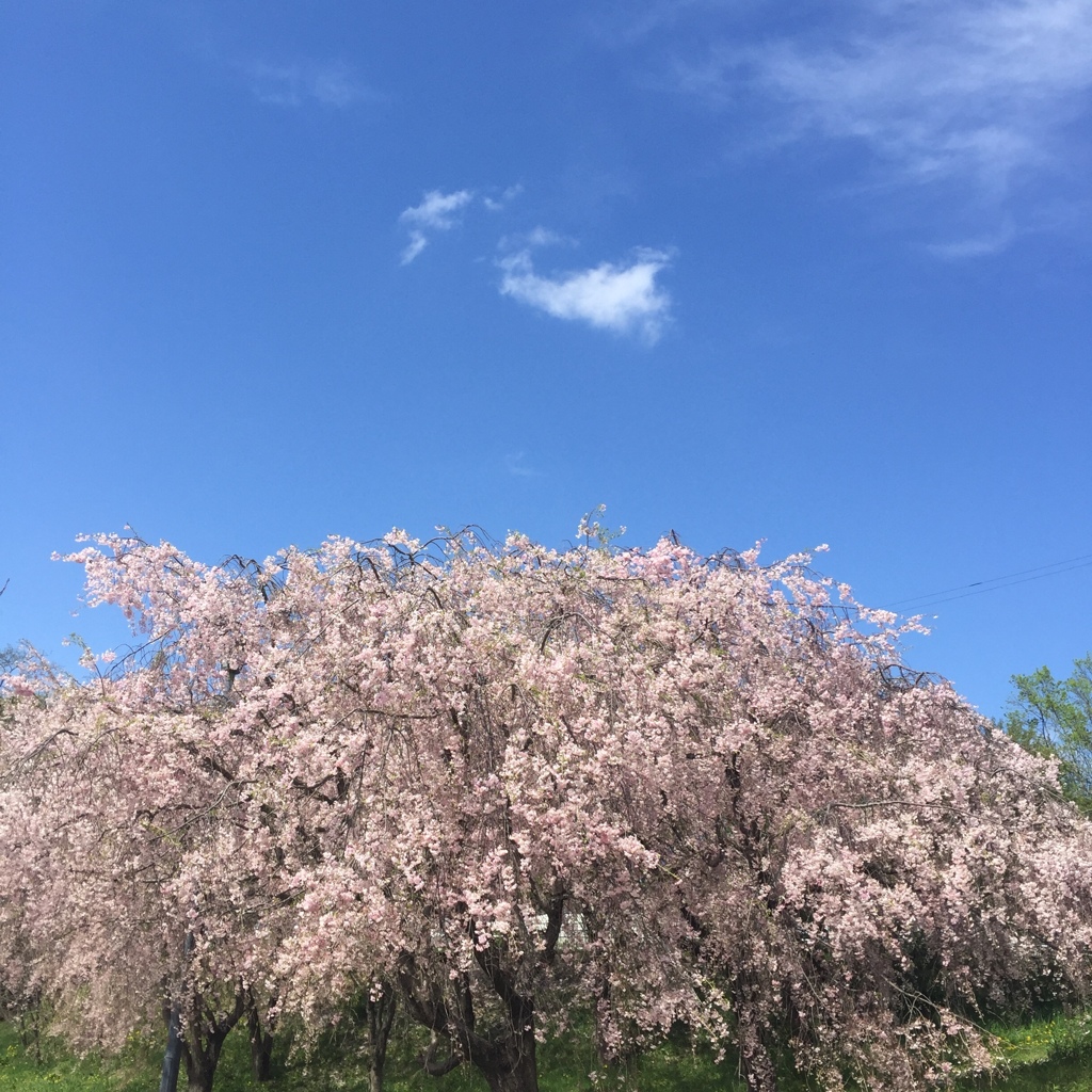 itsukano SAKURA