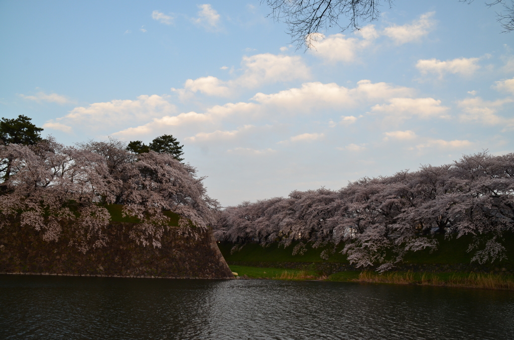 SAKURA