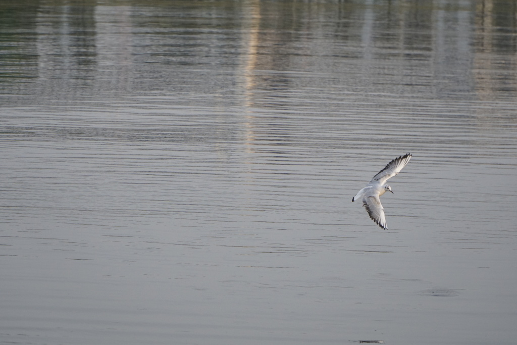 お台場海浜公園４
