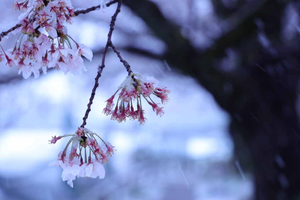 桜散る