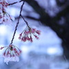 桜散る