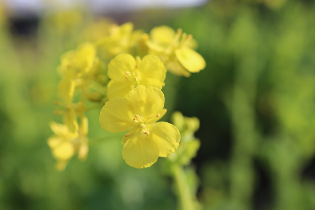 菜の花