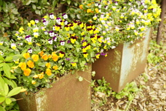 花壇