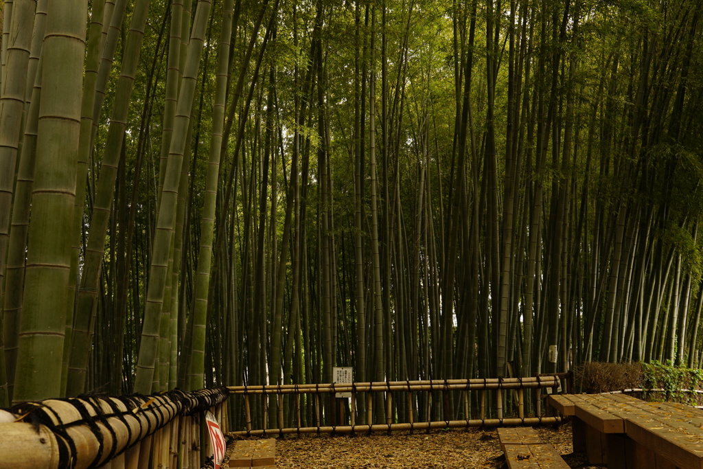 竹林ベンチ前2