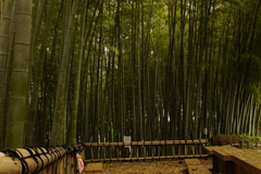 竹林ベンチ前2