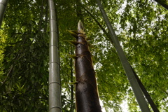 竹林