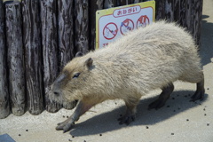 カピバラ