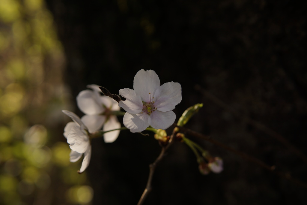 桜