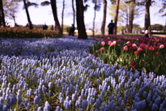 花の川