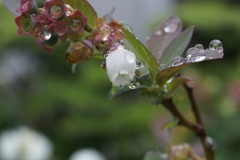 雨に打たれて