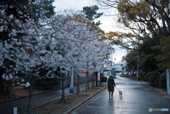 雨上がり