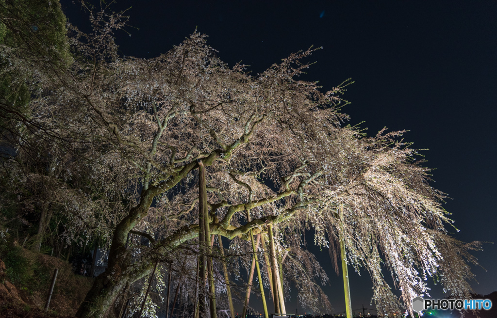 夜桜