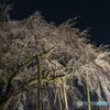 夜桜
