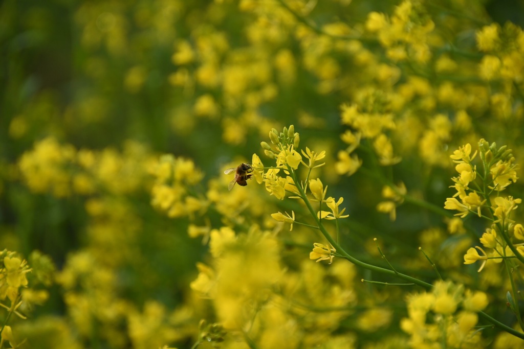 菜の花