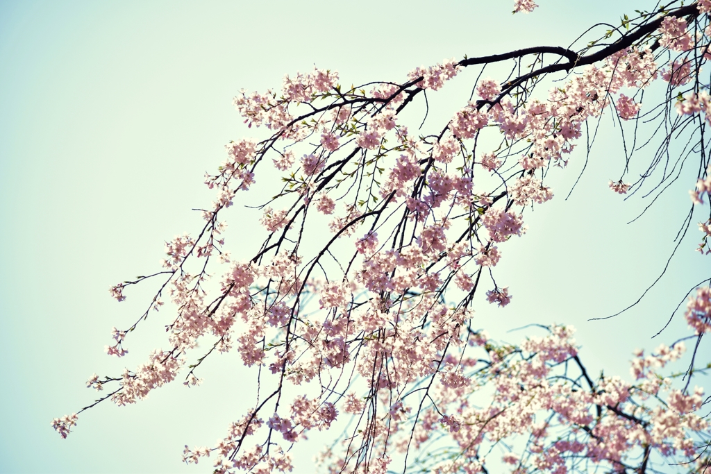 枝垂桜