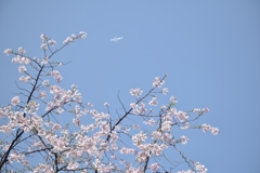飛行機と桜