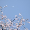 飛行機と桜