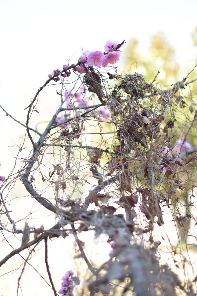 枯れ木に花
