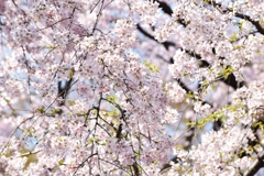 枝垂桜