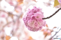 八重桜