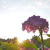 銭原の夕景1～紫陽花と夕日～