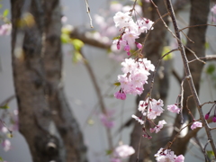 総持寺の桜2