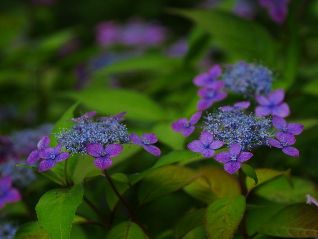 しっとりと咲く紫陽花