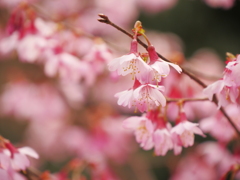 阿亀桜（おかめさくら）