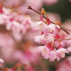 阿亀桜（おかめさくら）