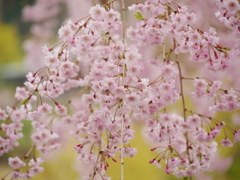平成の桜