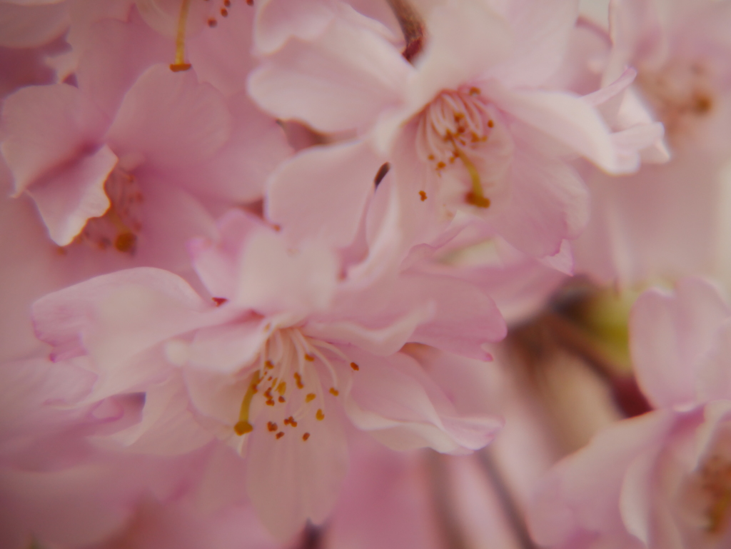 桜の香り