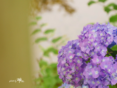 見山の郷 紫陽花1