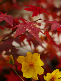 赤紅葉と秋桜のコラボ