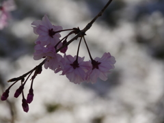 桜の裏側