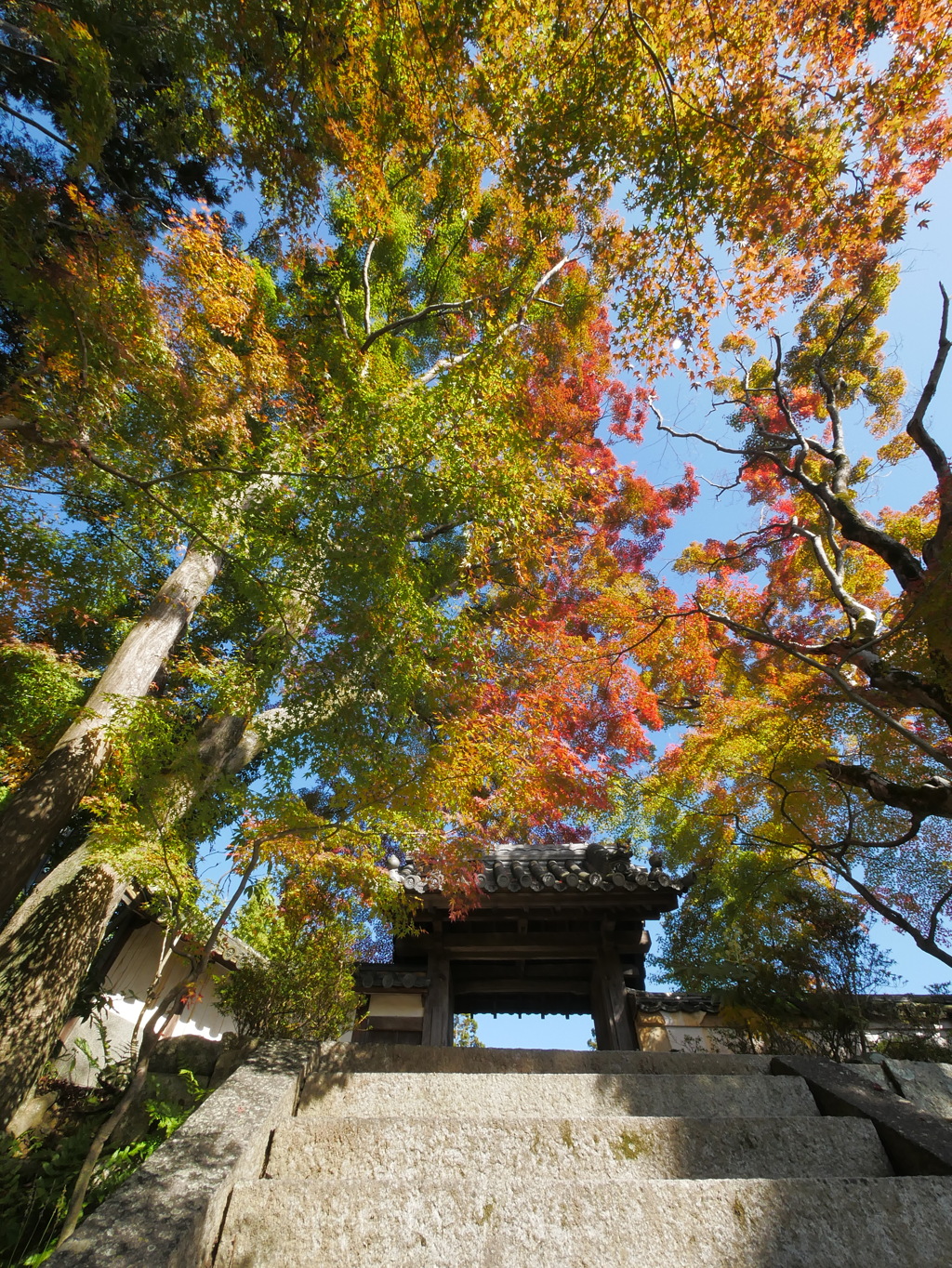 大門寺 山門2 (2020秋)