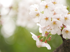 緑と桜