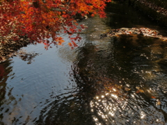 水面の光と紅葉