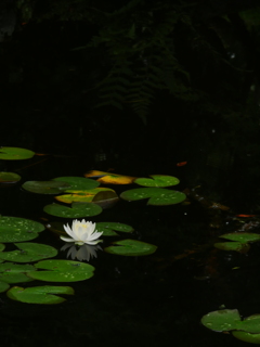 眞龍寺2019「一輪の花」