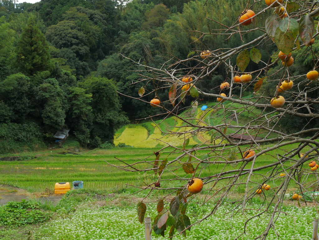柿の木のある秋の風景 By Wing Ferie Id 写真共有サイト Photohito