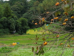 柿の木のある秋の風景