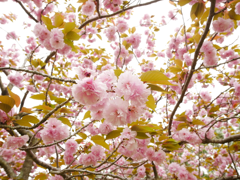 八重桜