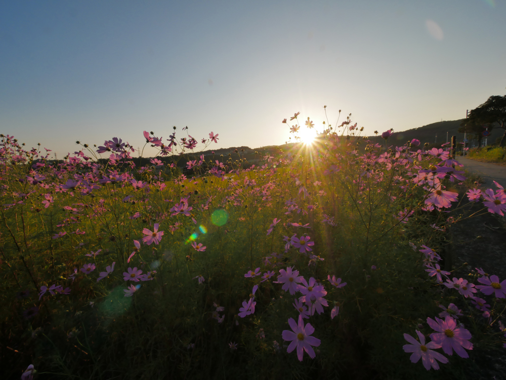 夕映えの秋桜