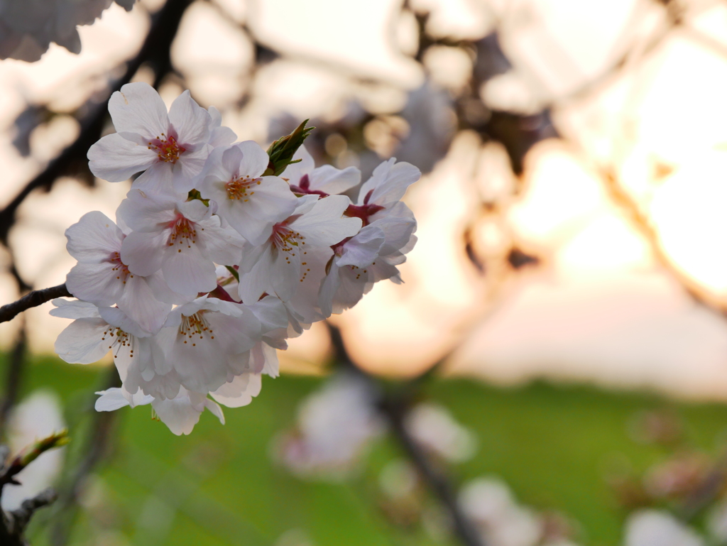 新川の桜