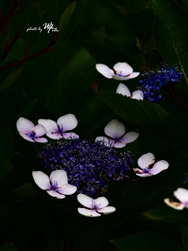 本照寺の紫陽花